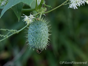 Fruit